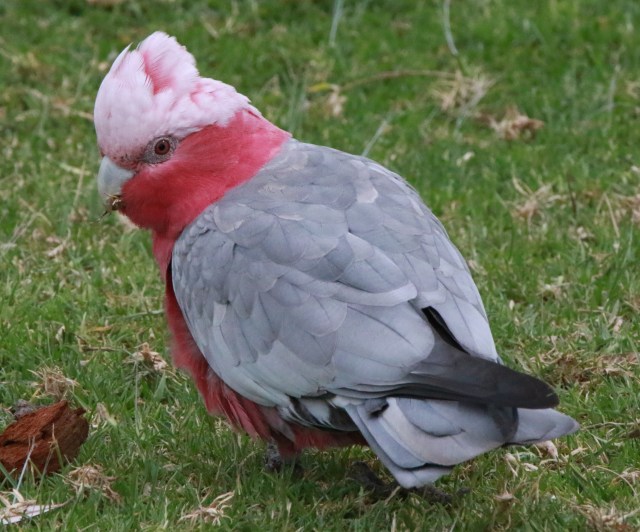Galah