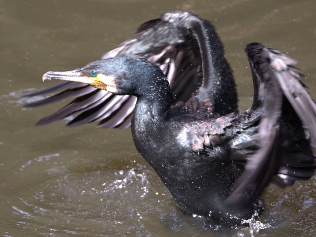 Great Cormorant