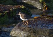 Spotted Sandpiper (non-breeding plumage)