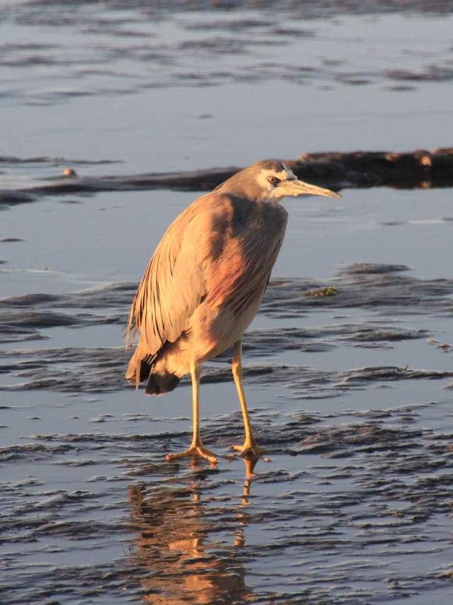 White-faced Heron