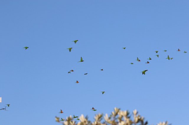 Rainbow Lorikeets