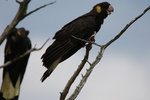 Yellow-tailed Black Cockatoo