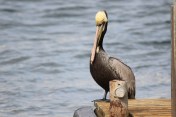 Brown Pelican