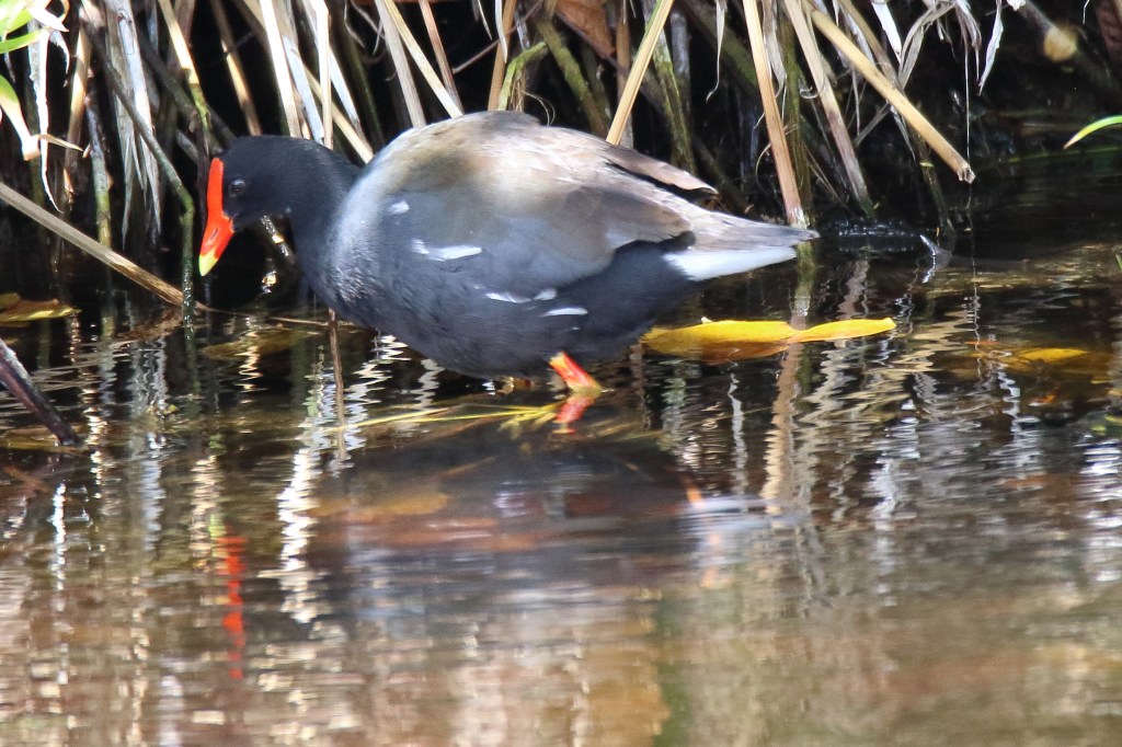 Gallinule