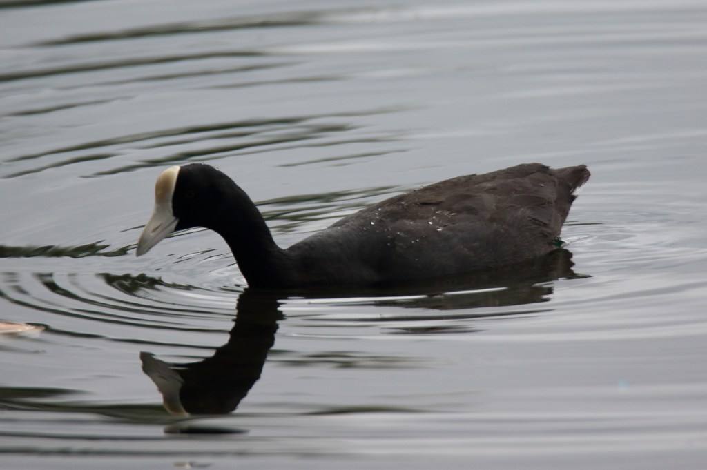 Hawaiian Coot