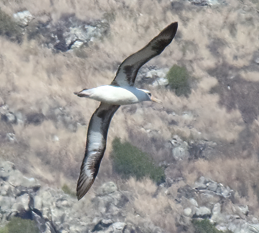 Laysan Albatross