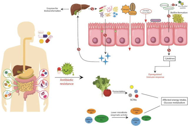 Trục ruột gan và vai trò của hệ vi sinh đường ruột